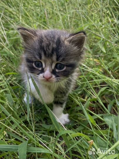 Шотландские котята,ждут свою новую семью