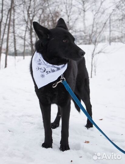 В глазах мольба и последняя надежда