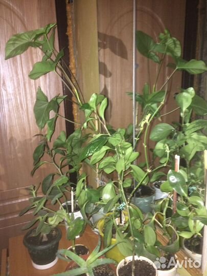 Комнатные цветы, герань, алое и другие