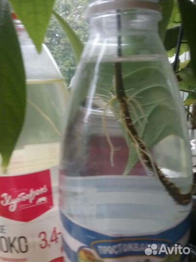 Пахистахис