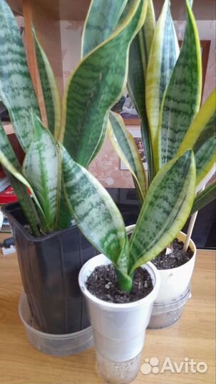 Комнатные растения