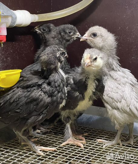 Куры чистопородные с цветным яйцом