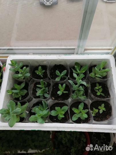 Рассада цветы петуния