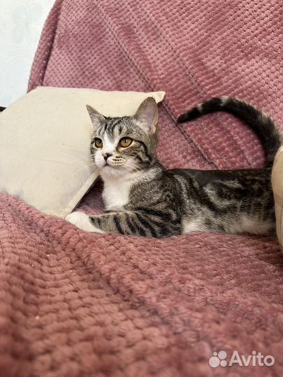 Котенок в добрые руки