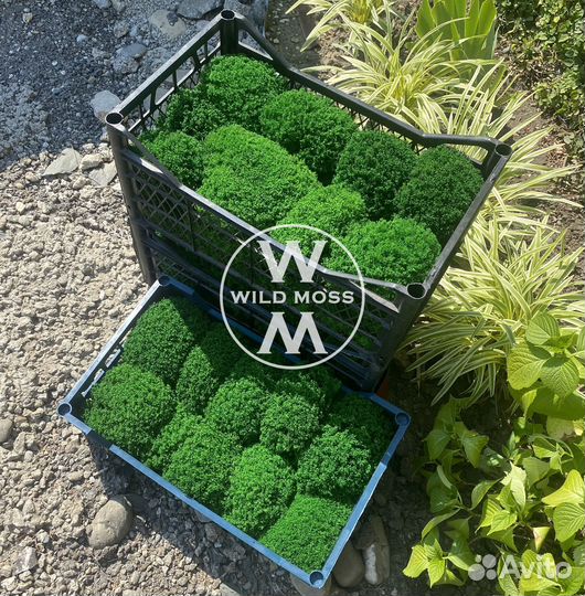 Стабилизированный мох экологичный