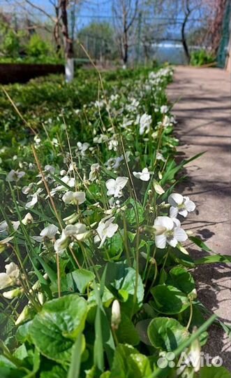 Фиалка белая