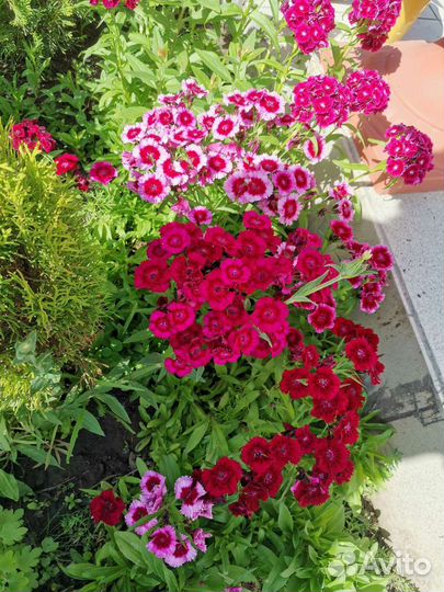 Гвоздика многолетняя