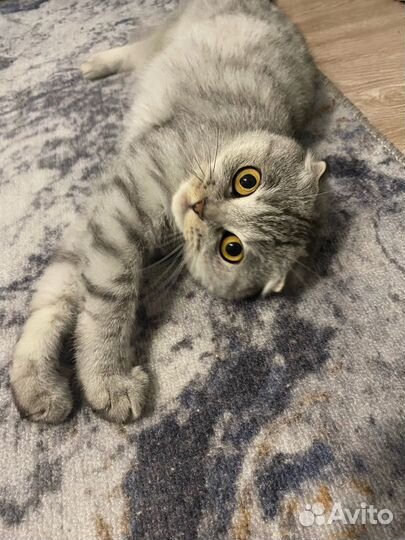 Шотландская вислоухая кошка вязка