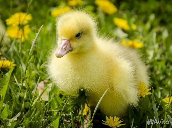 Гусята Линда