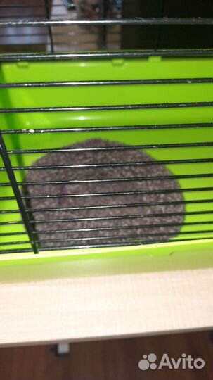 Клетка для грызунов крыс