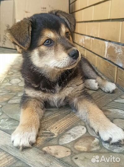 Щенок в добрые руки