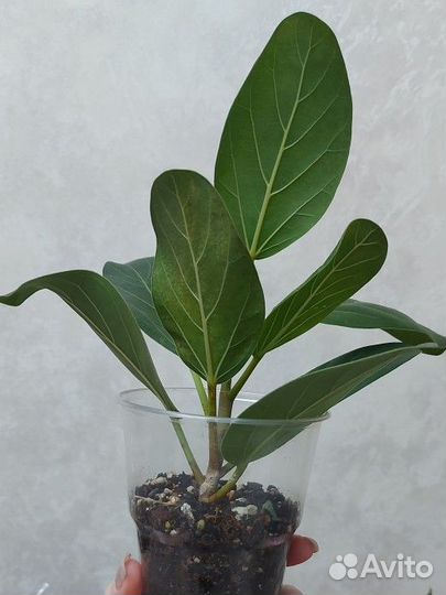 Фикус Бенгальский Одри