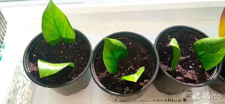 Замиокулькас