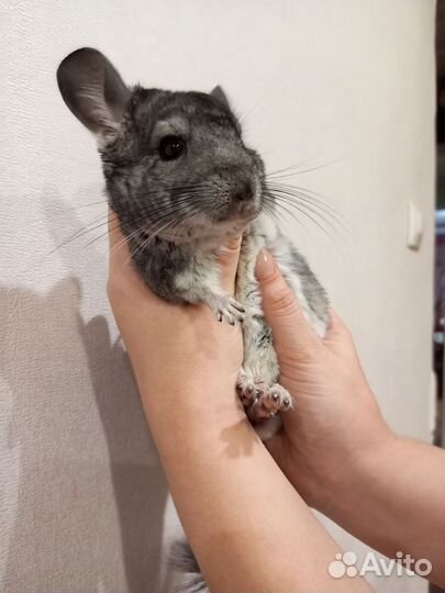 Шиншилла