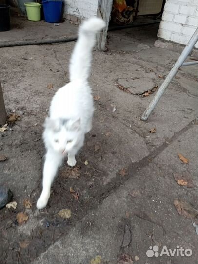 Отдам интеллигентного кота в добрые руки