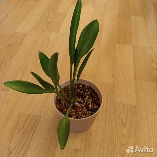 Сансевиерия сортовая