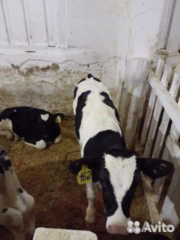 Телята бычки на откорм