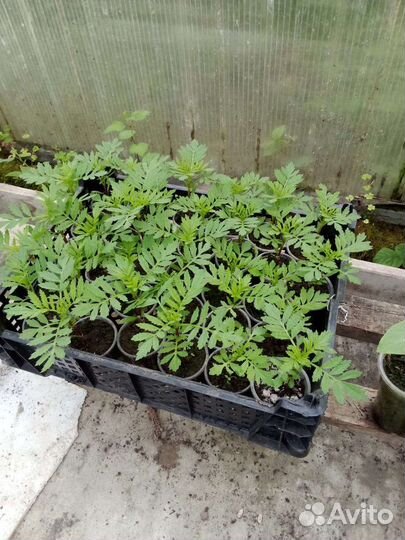 Рассада бархатцев