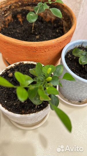 Антуриум, кактусы, мурайя