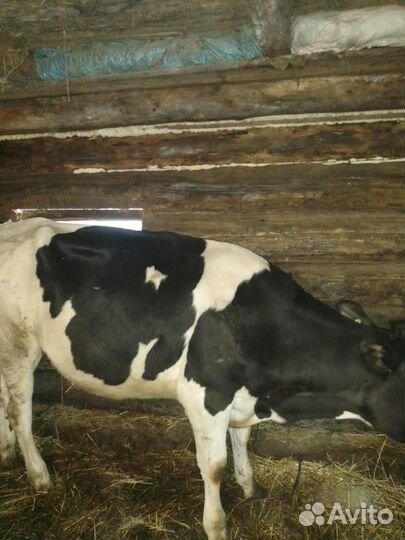 Телка стельная