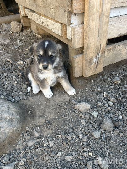 Щенок в добрые руки бесплатно смесь хаски