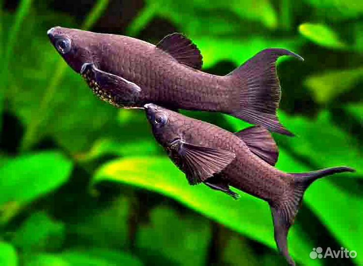 Аквариумные рыбки