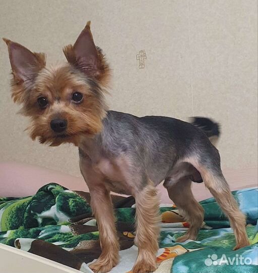 Йоркширский терьер вязка