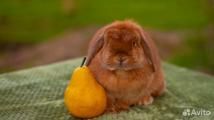 Яркие кролики минилопы