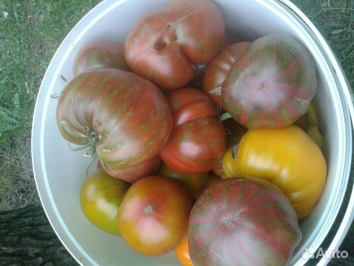 Семена и рассада экзотических сортов томатов