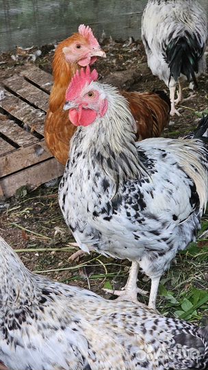 Молодые петухи