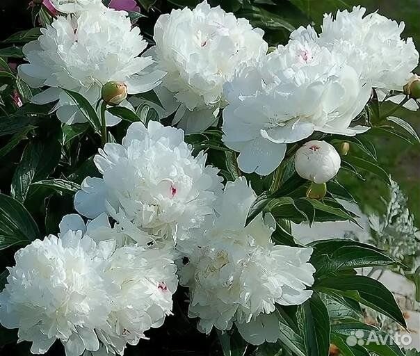 Paeonia Festiva Maxima