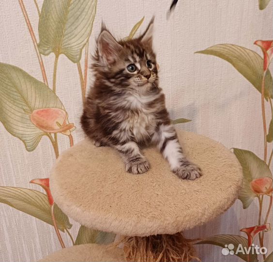 Котята мейн-кун