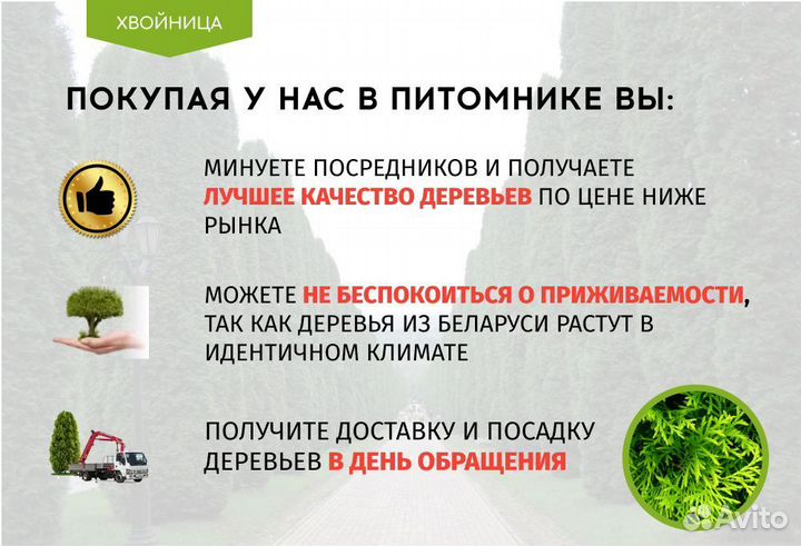 Туи Ростовка большая 8 м