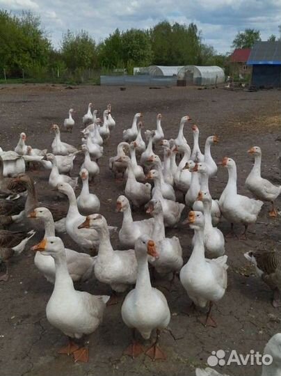 Гусята Муларды цыплята