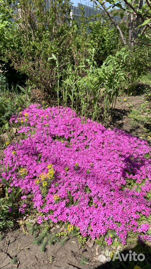 Флокс шиловидный