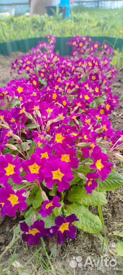 Хризантема, вербейник, примула