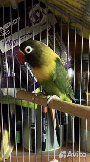 Ожереловый попугай пара