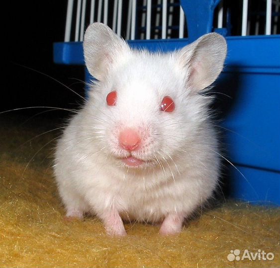 Продажа животных