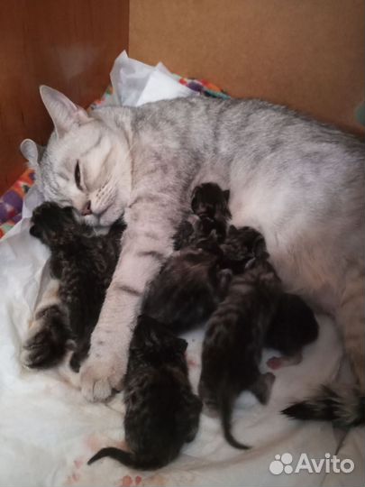 Котята в добрые руки