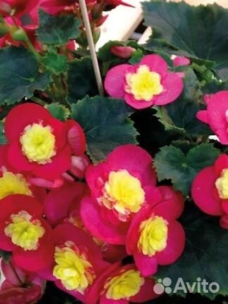 Бегонии Элатиоры