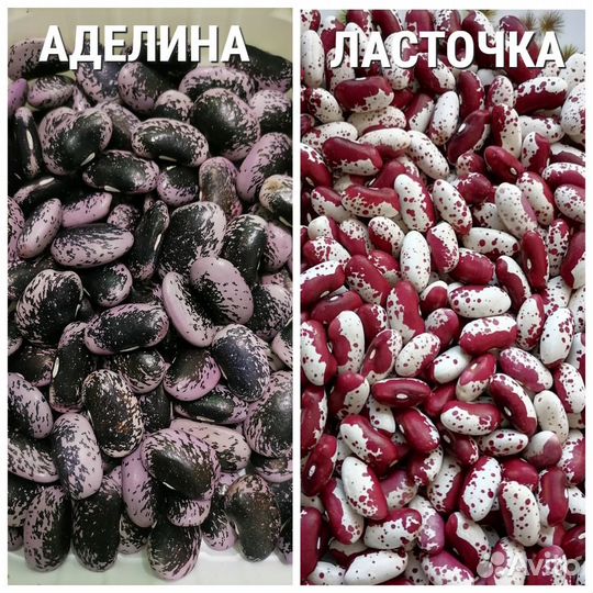 Семена фасоли своего сбора 2023 года