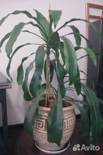 Пальма юкка