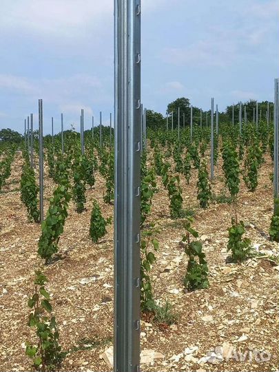 Шпалерные столбы для винограда
