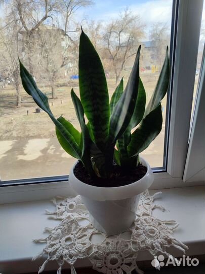 Комнатные растения цветы