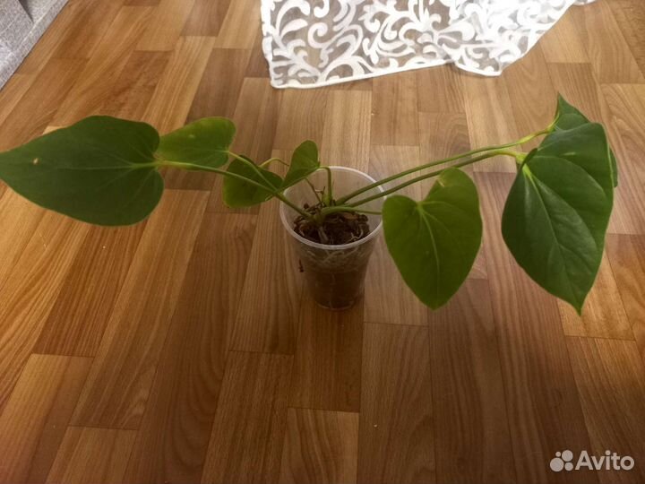 Антуриум красный