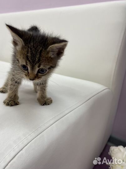 Котята в добрые руки бесплатно