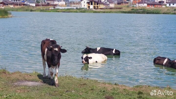 Продам быка
