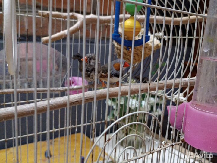 Японские амадины