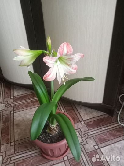 Амариллис, гиппеаструм, лилия
