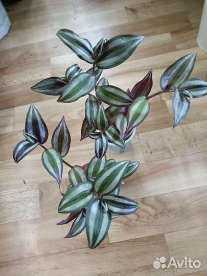 Комнатные цветы